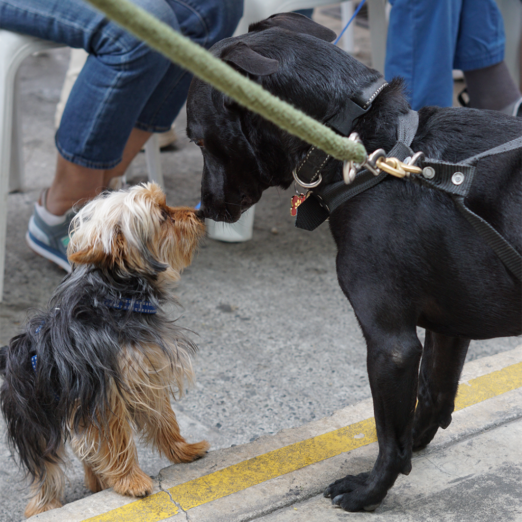 Profe de los perros